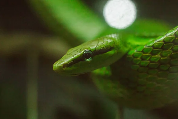 Gonyosoma Oxycephalum Trädet — Stockfoto