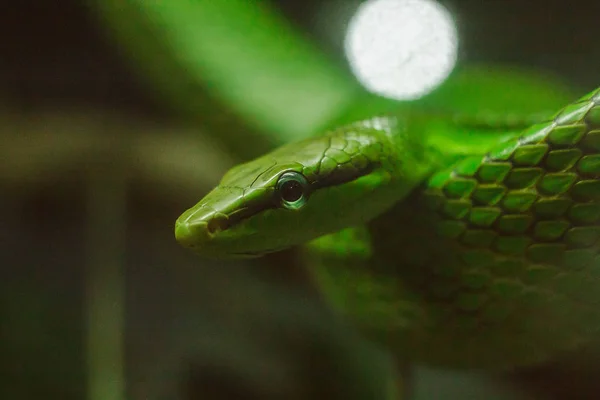 Gonyosoma Oxycephalum Trädet — Stockfoto