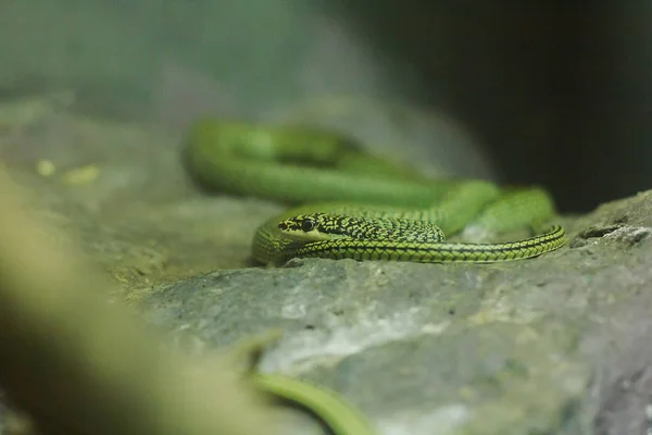 ゴールデンツリーヘビが地面にいます それは黄色がかった緑色のスケール 黒いストライプを持つ長くて細い体を持つヘビです — ストック写真