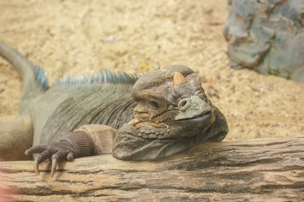 Nosorožci Iguana Vzácné Divoké Zvíře — Stock fotografie