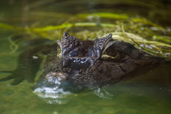 Crocodilo Está Água — Fotografia de Stock