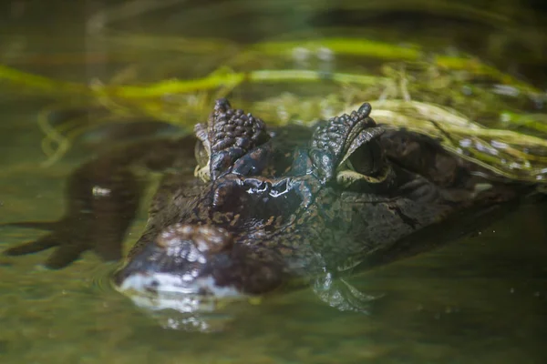 Krokodil Vízben Van — Stock Fotó