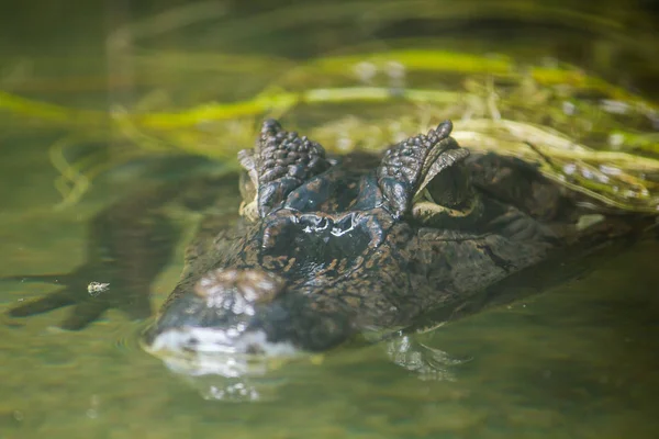 Krokodil Vízben Van — Stock Fotó