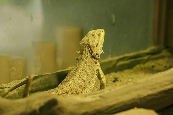 Bearded dragon when defending Or breeding time The panel on the neck will expand like a beard.