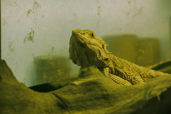 Bearded dragon when defending Or breeding time The panel on the neck will expand like a beard.