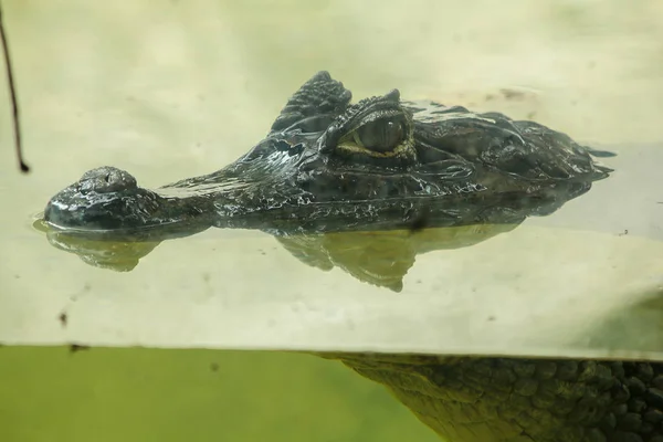 Крокодил Воді — стокове фото