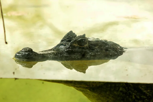 Crocodile Water — Stock Photo, Image