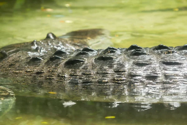 Krokodyl Jest Wodzie — Zdjęcie stockowe