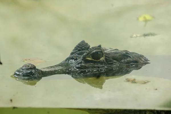 Κροκόδειλος Είναι Στο Νερό — Φωτογραφία Αρχείου