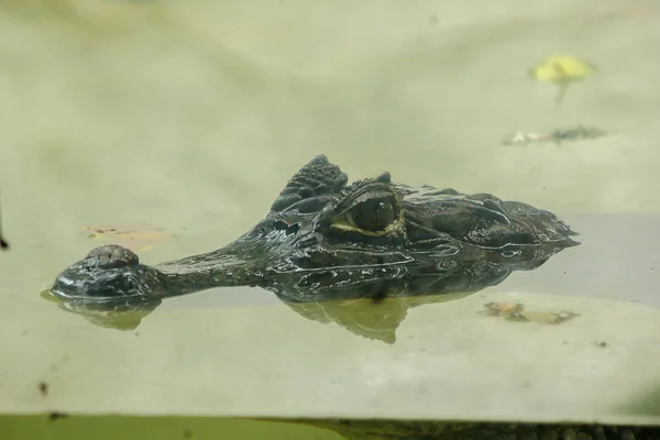 Krokodil Liegt Wasser — Stockfoto