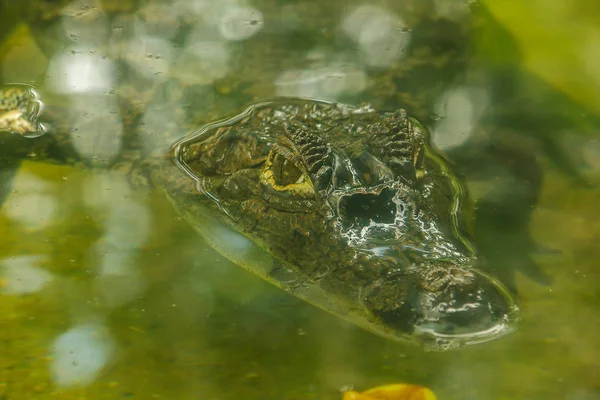 Krokodil Vízben Van — Stock Fotó