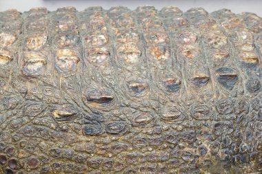 Timsah derisi güçlü, vücut zırhı benzer. Pul kalınlığında dikdörtgen