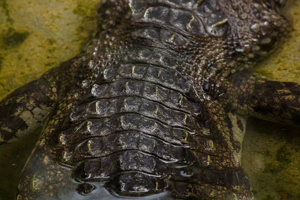 Tête Crocodile Dans Eau — Photo