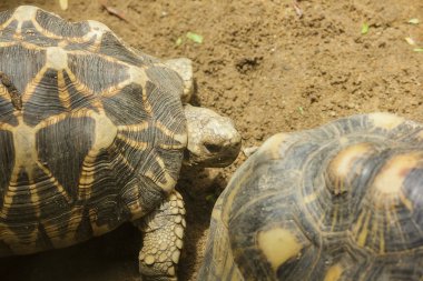 turistlerin görmek için göstermek hayvanat bahçeleri dalüzerinde iguana .iguana bir evcil hayvan olarak popüler
