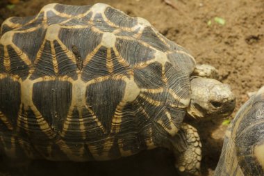 turistlerin görmek için göstermek hayvanat bahçeleri dalüzerinde iguana .iguana bir evcil hayvan olarak popüler