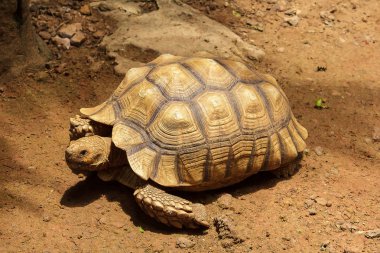 Afrika Mahmuzlu Kaplumbağa yerde kaplumbağa bir tür