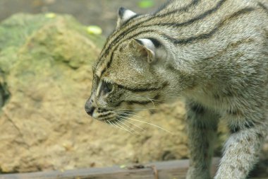 Balıkçı kedi ilginç bir şey bakıyor