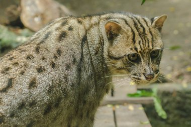 Balıkçı kedi ilginç bir şey bakıyor