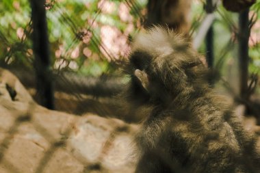 Cag içinde Dusky yaprak maymun