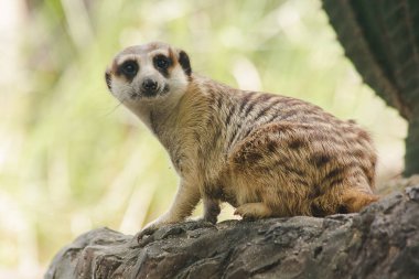 Meerkat küçük bir vücut boyutu vardır. Bir mamma mı