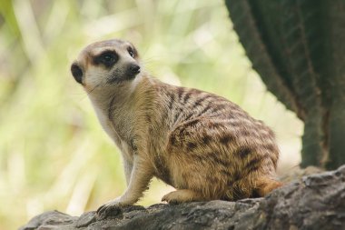 Meerkat küçük bir vücut boyutu vardır. Bir mamma mı