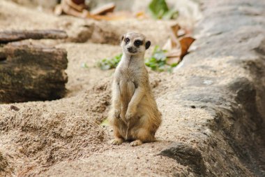 Meerkat küçük bir vücut boyutu vardır. Bir mamma mı