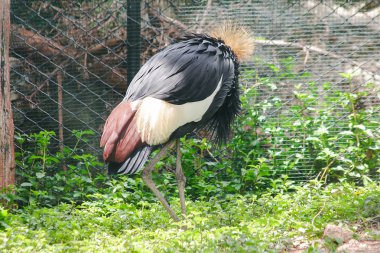 Siyah Taçlı Vinç vinç ailesinde bir kuş. Afrika'daki Savannah çayırlarında, Sahra Çölü'nün güneyinde bulundu..