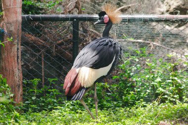 Siyah Taçlı Vinç vinç ailesinde bir kuş. Afrika'daki Savannah çayırlarında, Sahra Çölü'nün güneyinde bulundu..