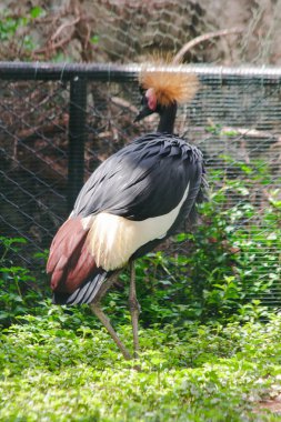 Siyah Taçlı Vinç vinç ailesinde bir kuş. Afrika'daki Savannah çayırlarında, Sahra Çölü'nün güneyinde bulundu..