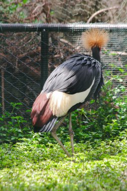 Siyah Taçlı Vinç vinç ailesinde bir kuş. Afrika'daki Savannah çayırlarında, Sahra Çölü'nün güneyinde bulundu..