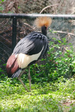 Siyah Taçlı Vinç vinç ailesinde bir kuş. Afrika'daki Savannah çayırlarında, Sahra Çölü'nün güneyinde bulundu..