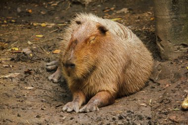 Capibara hayvanat bahçesinde dünyanın en büyük faresi.