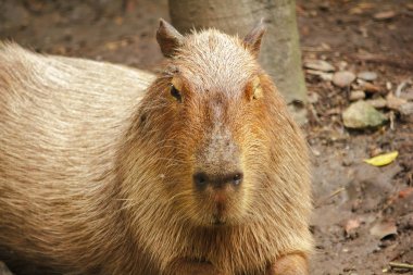 Capibara hayvanat bahçesinde dünyanın en büyük faresi.