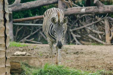 Zebra hayvanat bahçesinde ot yiyor. Zebralar memeli olarak sınıflandırılır..