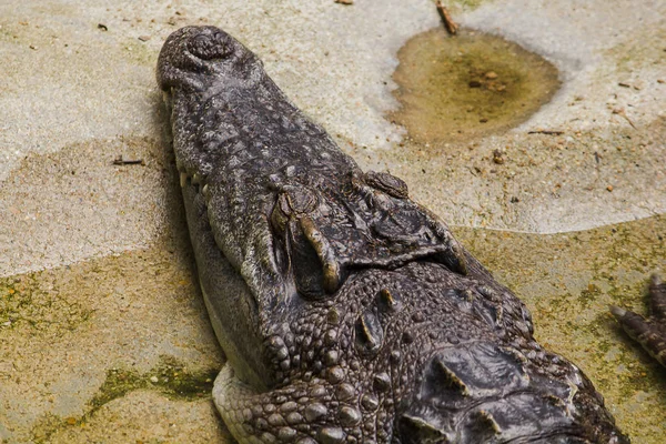 Tête Crocodile Est Sur Côté — Photo