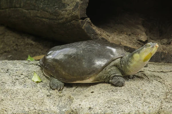 Lissemys Punctata Est Populaire Comme Animal Compagnie Trouvé Distribution Dans — Photo