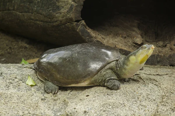 Lissemys Punctata Est Populaire Comme Animal Compagnie Trouvé Distribution Dans — Photo