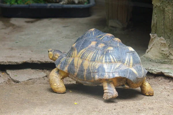 Yayılan Kaplumbağa Yürüyor — Stok fotoğraf