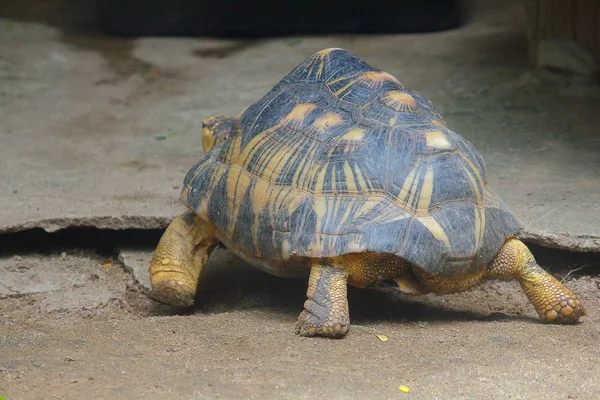 Yayılan Kaplumbağa Yürüyor — Stok fotoğraf