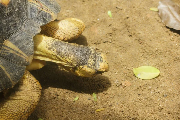 Turistlerin Görmek Için Göstermek Hayvanat Bahçeleri Dalüzerinde Iguana Iguana Bir — Stok fotoğraf