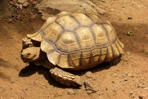 Tortuga Estimulada Africana Suelo Una Especie Tortois — Foto de Stock