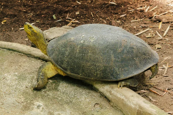 Gelbkopf Tempelschildkröte Ist Eine Schildkröte Die Den Zentralen Und Nördlichen — Stockfoto