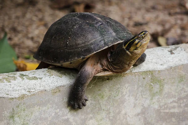 Siamesische Kistenschildkröte Sand — Stockfoto