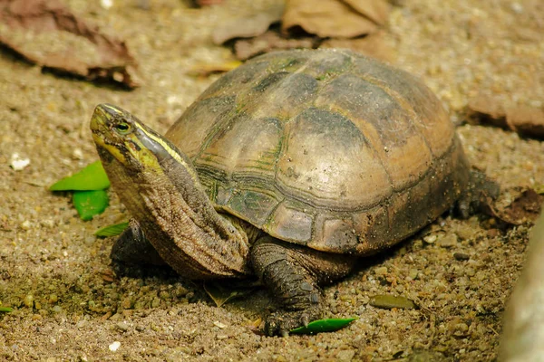 Siamesische Kistenschildkröte Sand — Stockfoto