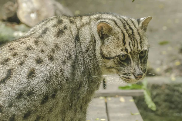 Fishing Cat Looking Something Interesting — Stock Photo, Image