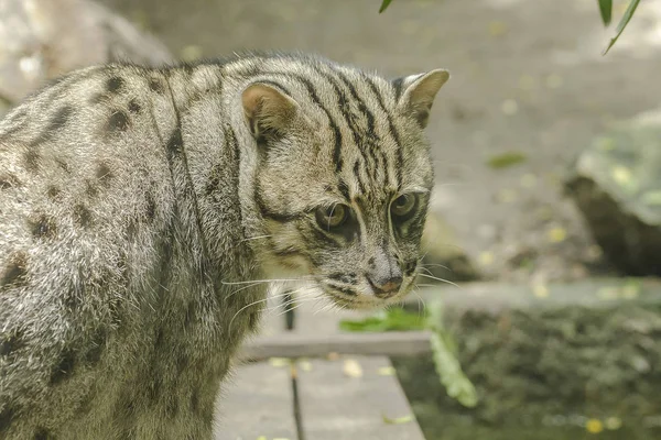 Fishing cat is looking at something that is interesting