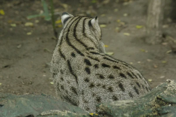 Fishing cat sitting on the floor, is a mammal Small tiger Slightly larger than domestic cats