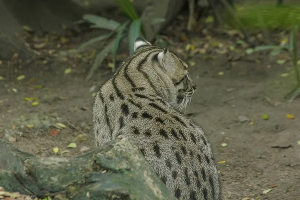 Fishing cat sitting on the floor, is a mammal Small tiger Slightly larger than domestic cats