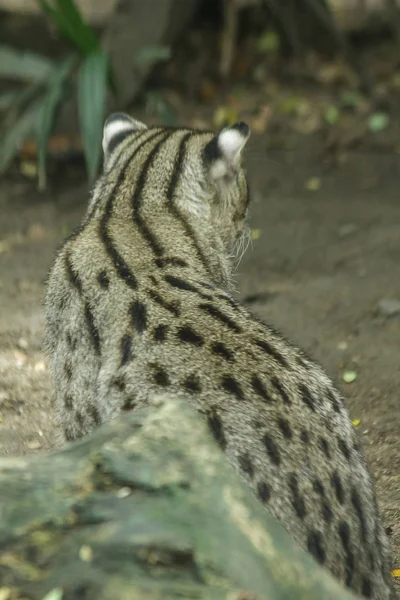 Gato Pesca Sentado Chão Mamífero Pequeno Tigre Ligeiramente Maior Que — Fotografia de Stock