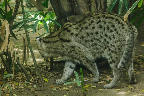 Fishing Cat Walking Floor — Stock Photo, Image